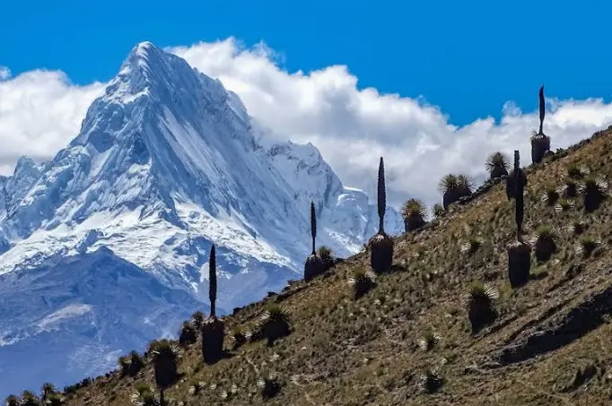 Trek Cordillera Negra (Winchus)